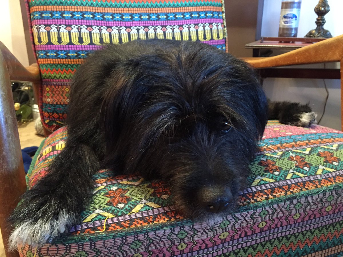 BEWARE OF WAG PET SITTERS:  When I came home my house was in shambles – carpets and furniture ruined and pee stains/puddles all over my house. My dog was obviously left alone for extended periods of time and horribly traumatized. WAG refuses to compensate for all damages.