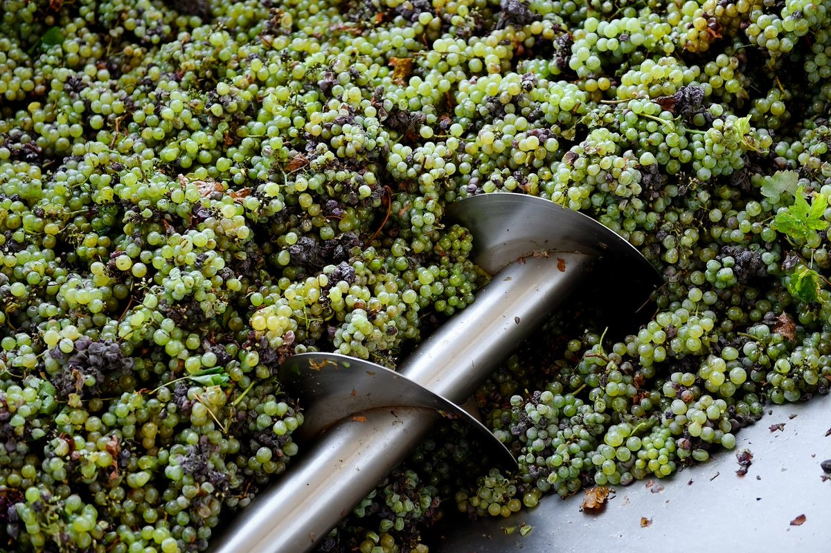 RealWineGuru tweet picture