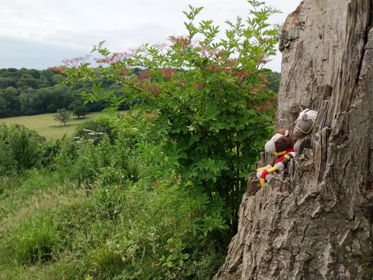 1. of 2
Today we took @ReisePferdich and Zuppie to Polesden Lacey.. the flowers and views were excellent!