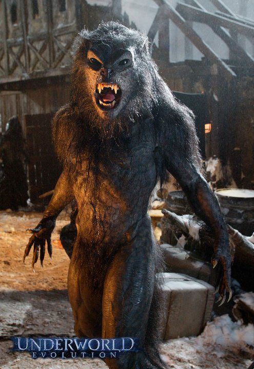 DrWolfman42's tweet image. Maybe you like the "Underworld" series maybe you don't. Maybe you like the CGI and maybe you don't. One thing we might agree on, however. The Lycans themselves were Bad. Ass. #lycans #underworld #badasswerewolves #werewolves #horror