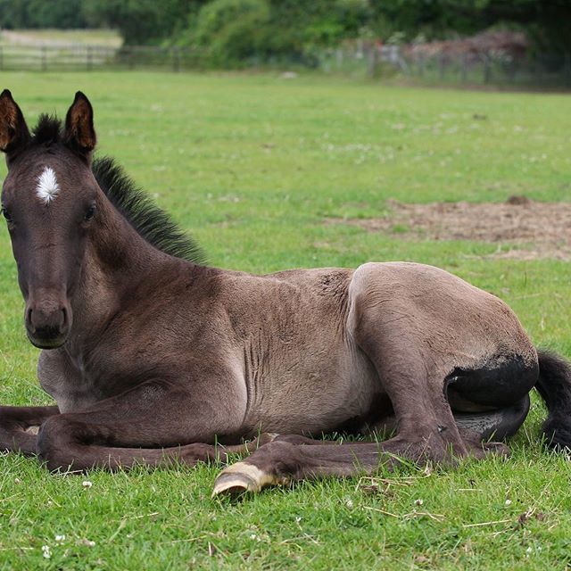faside_stud's tweet photo. French Connection- filly by Furstenlook out of Isla May by Sir Donnerhall. Pic by Bob Langrish Photography.  #furstenlook #furstenball #sirdonnerhall #sandrohit #donnerhall #dressage #foal #breedthebest https://t.co/wPZwP6d22x