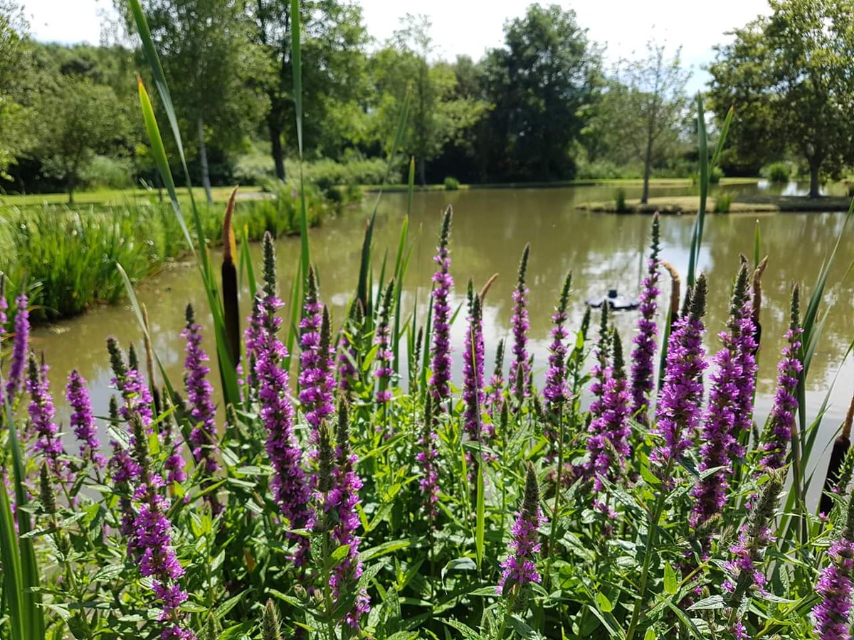 yarlingtonbarn's tweet photo. Flower Power! The gardens around the Barn are looking magnificent! The hard work and dedication is paying off! @yarlingtonbarn https://t.co/NJuu57QLKP
