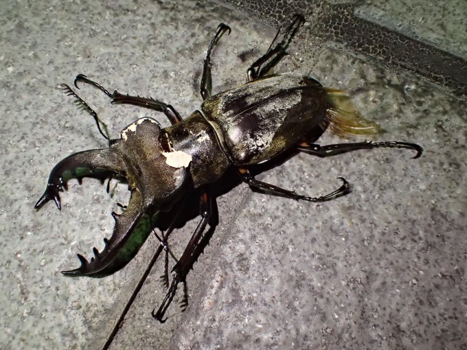 クワガタムシの飼い方を大紹介 初心者向けに飼育方法や気をつけるべきことについてまとめています 生き物ネット