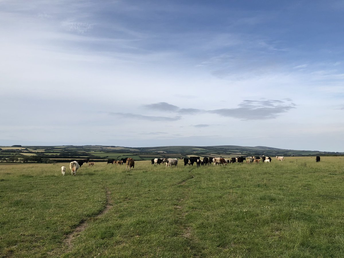 newlandfarm's tweet photo. Swapped Simmental bull for the Limousin bull #ViewToDunkery https://t.co/WeRm9AjVQy