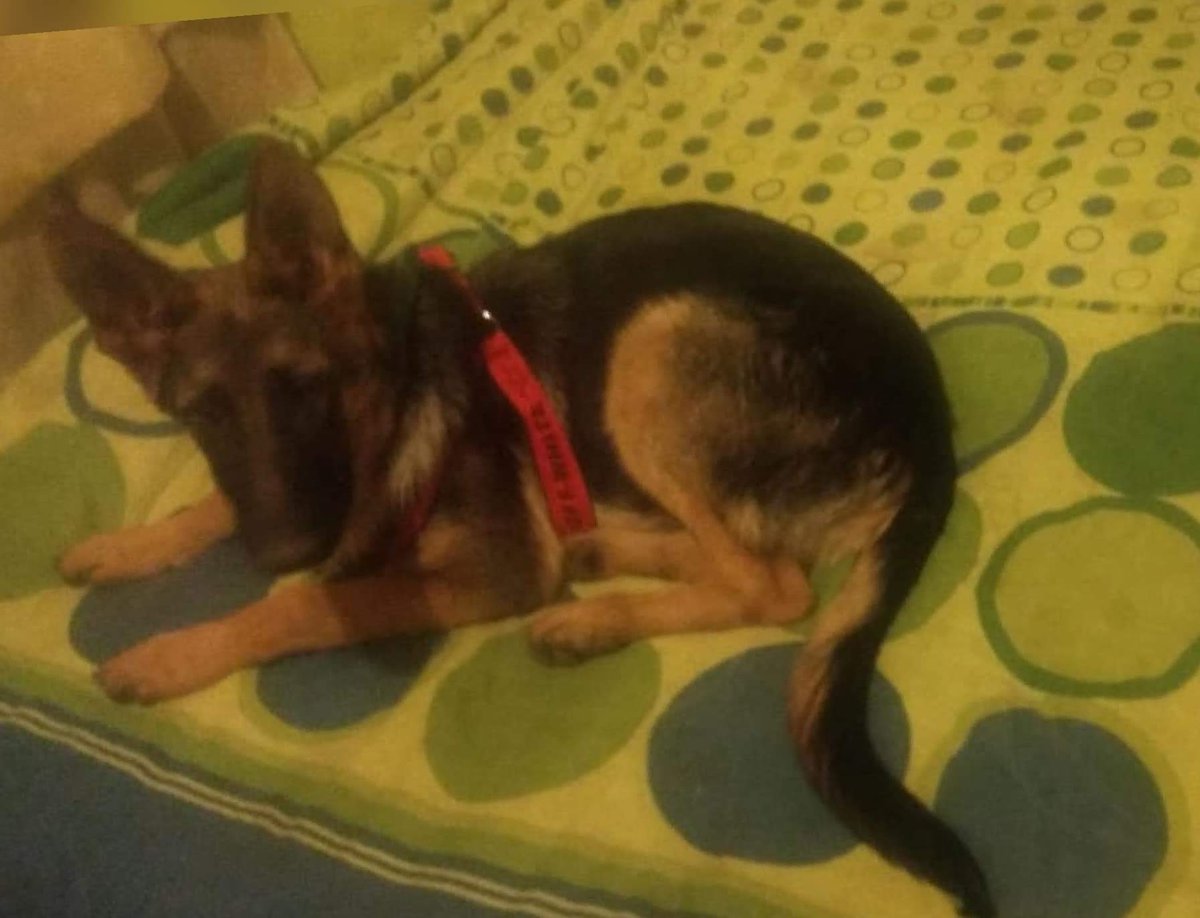 AnimalParaiso's tweet photo. SE BUSCA A THANUS.

Es un perrito pastor alemán de siete meses de edad, se extravió el sabado recién pasado en el sector de La Planchada, #Valpo, visto por última vez en cercanías de Av. Santos Ossa. Porta arnés rojo, cualquier información favor avisar al fono +56 9 79075226. https://t.co/gzRoJ6UXmB