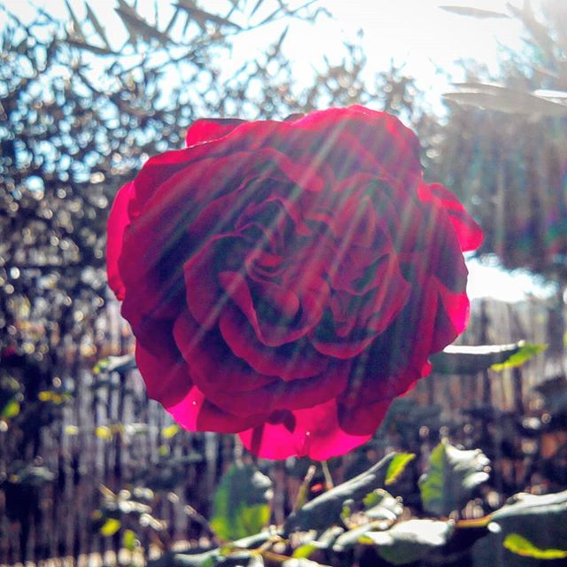 NaturZip's tweet photo. Sun-rose 🌹🌞
__________________
#sun #rose #rosa #flower #flowers #flores #flor #flowerpower #flower_daily #flowery #flora #rays #naturelovers #naturaleza #natural #nature_photo #naturephotography #nature_cuties #nature_seekers #nature_brillance #nature_good #natures #NaturZip https://t.co/BU9QlsL3jX