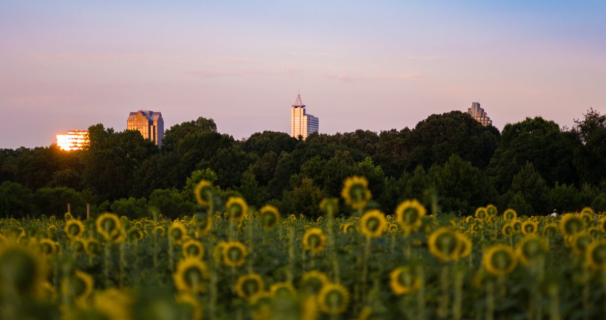 wareattransfer's tweet photo. The golden field of sunflowers at @dixpark is almost back, Raleigh! Enjoy the field of blooms overlooking the Downtown Raleigh skyline. Just nine minutes away from our abode. 🌻

Contact us today to learn more and #LiveTheCity.
https://t.co/Q1j6T3b2aj 

📷: @visitraleigh https://t.co/m2QRlcPzTq