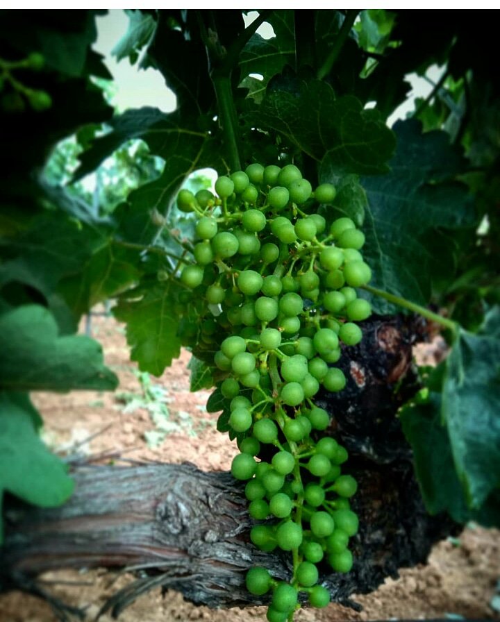 bodegasmonteaix's tweet photo. Las uvas van aumentando su tamaño. Ya va quedando menos!!! #viña #viñedos #vinos #wine #ribera #riberadelduero #DORibera #espirituribera #MonteAixa #LaHorra #Burgos #castillayleon #castillayleonesvida #España #Spain https://t.co/fxrnhzHfpC