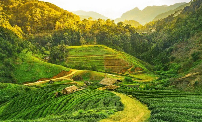 Индия поля. Рисовые поля в индии. Узбекистан карадарья рисовое поле. Чайные планиации шри ланка нуаре. Чайные поля древняя индия.
