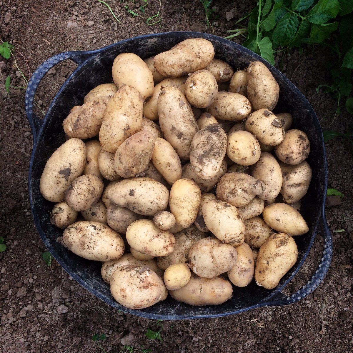 Springfield Farm tweet media