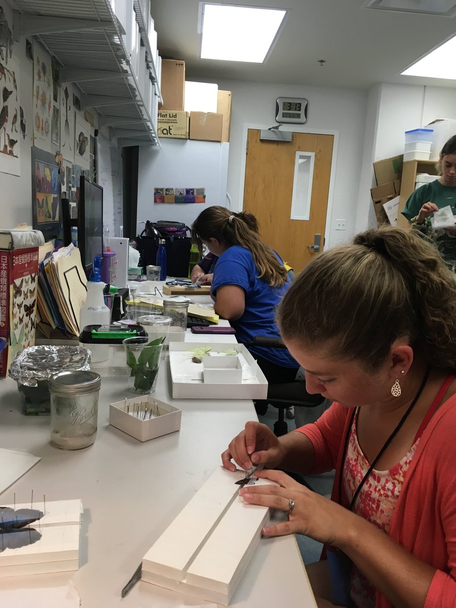cgstorer's tweet photo. Yesterday we welcomed @UFEarthSystems Scientist in Every Florida School teachers to the @FloridaMuseum @KawaharaLab with some butterfly collecting and specimen pinning practice. Field work and collections help us understand the biodiversity around us and how it is changing. https://t.co/rODFJxTal7