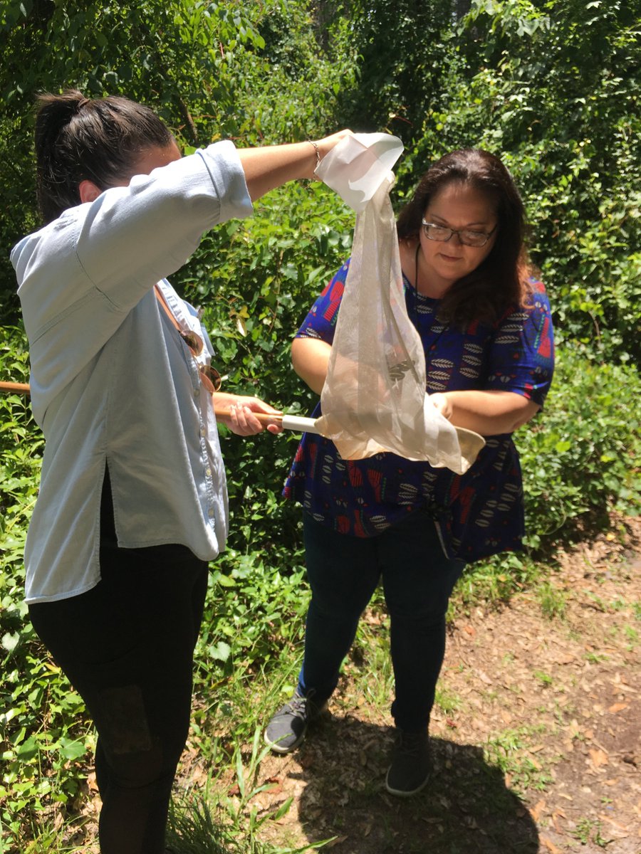cgstorer's tweet photo. Yesterday we welcomed @UFEarthSystems Scientist in Every Florida School teachers to the @FloridaMuseum @KawaharaLab with some butterfly collecting and specimen pinning practice. Field work and collections help us understand the biodiversity around us and how it is changing. https://t.co/rODFJxTal7