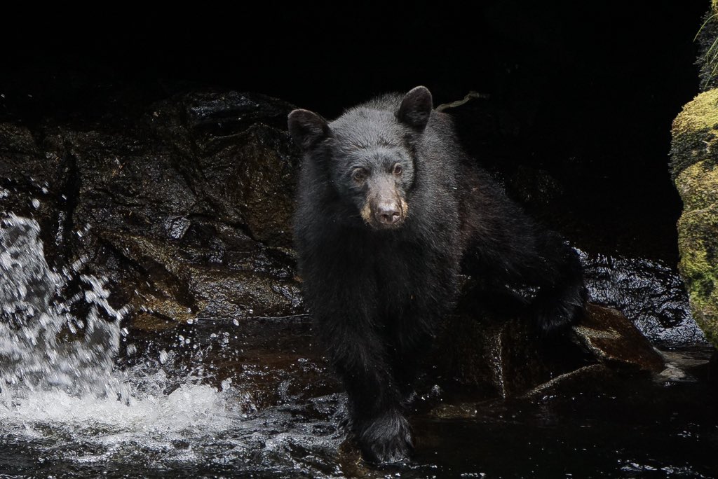 PRScredda's tweet photo. Hello from Wrangell Alaska. Some Bear snaps for @ltluchristian https://t.co/jg1TpmUW9H