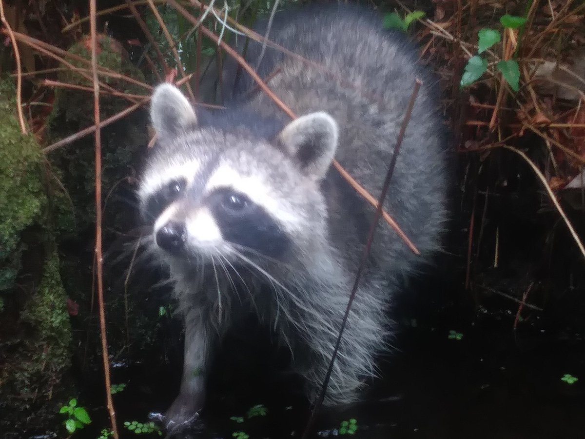 SnipingPolitely's tweet photo. There was a fucking raccoon in the swaMP- https://t.co/tX2JaGxGxU