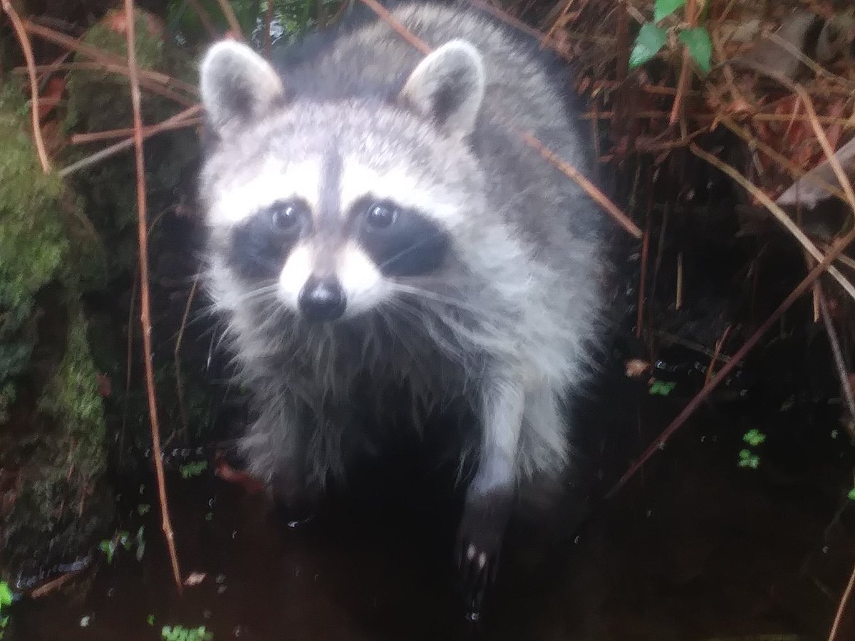 SnipingPolitely's tweet photo. There was a fucking raccoon in the swaMP- https://t.co/tX2JaGxGxU