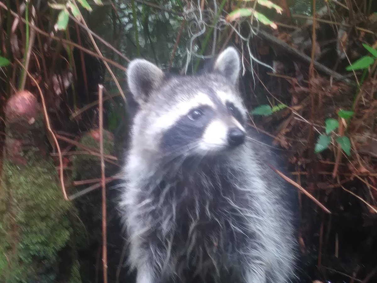SnipingPolitely's tweet photo. There was a fucking raccoon in the swaMP- https://t.co/tX2JaGxGxU