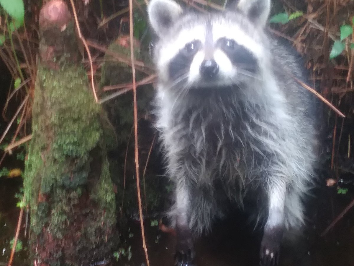 SnipingPolitely's tweet photo. There was a fucking raccoon in the swaMP- https://t.co/tX2JaGxGxU