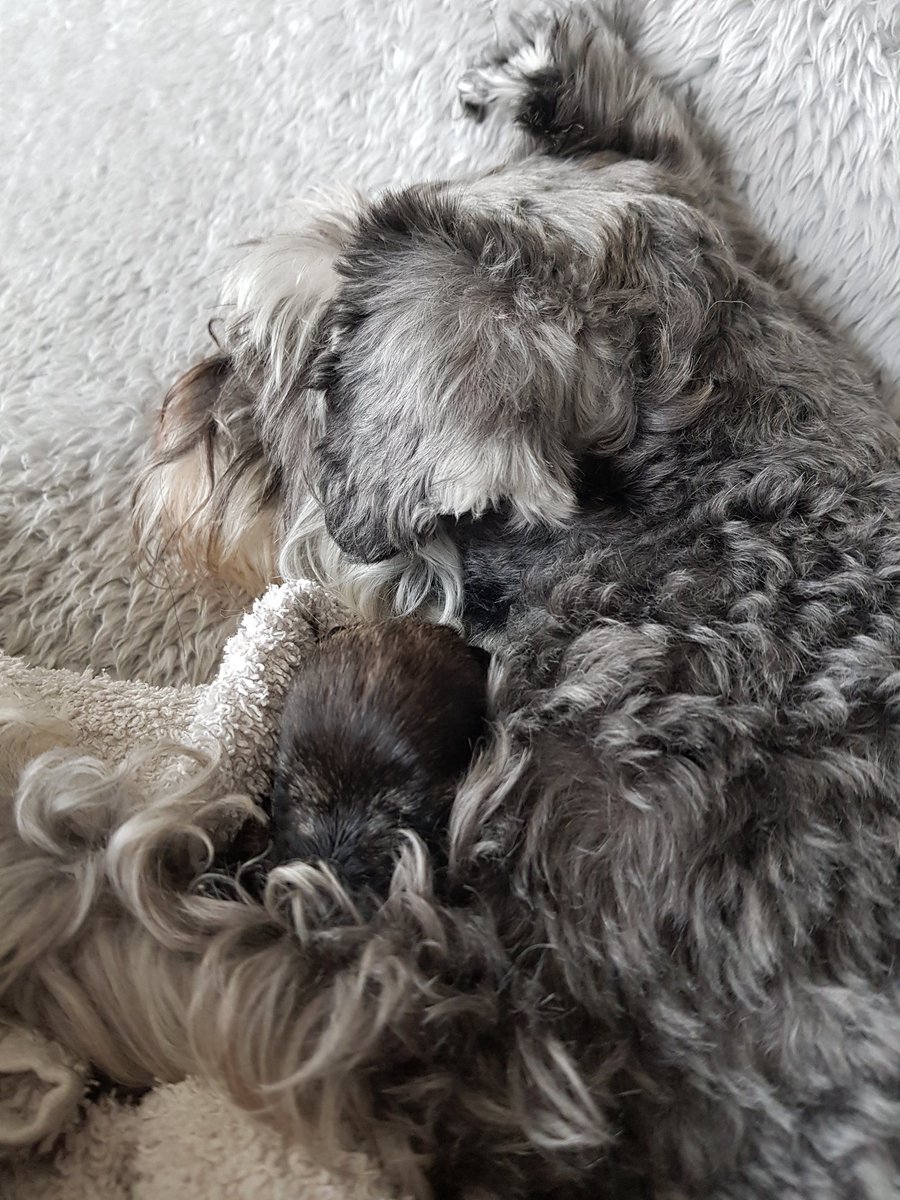 laveen52's tweet photo. Just fed peggy-sue and now shes having some mum time 🤞🤞shes not been sick since 5am https://t.co/cEJg7ou9bL