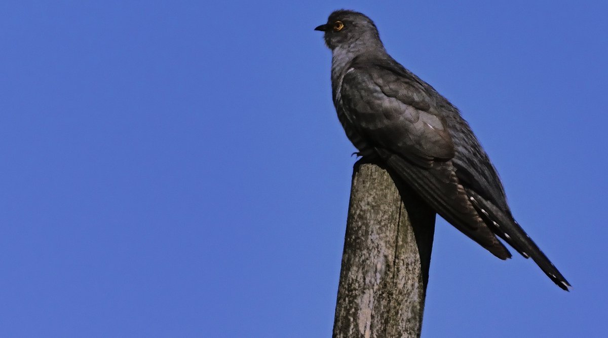 MsProtrekker's tweet image. A male cuckoo showed really well at Redmires in May. He's probably back in Africa now. No sign of offspring yet though.