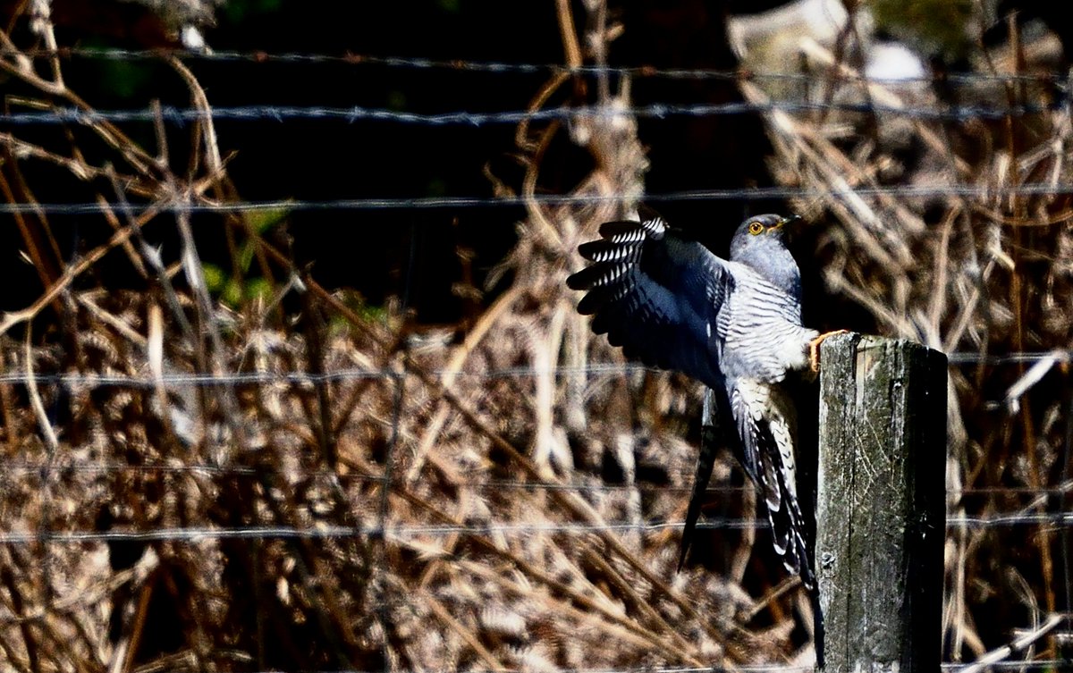 MsProtrekker's tweet image. A male cuckoo showed really well at Redmires in May. He's probably back in Africa now. No sign of offspring yet though.