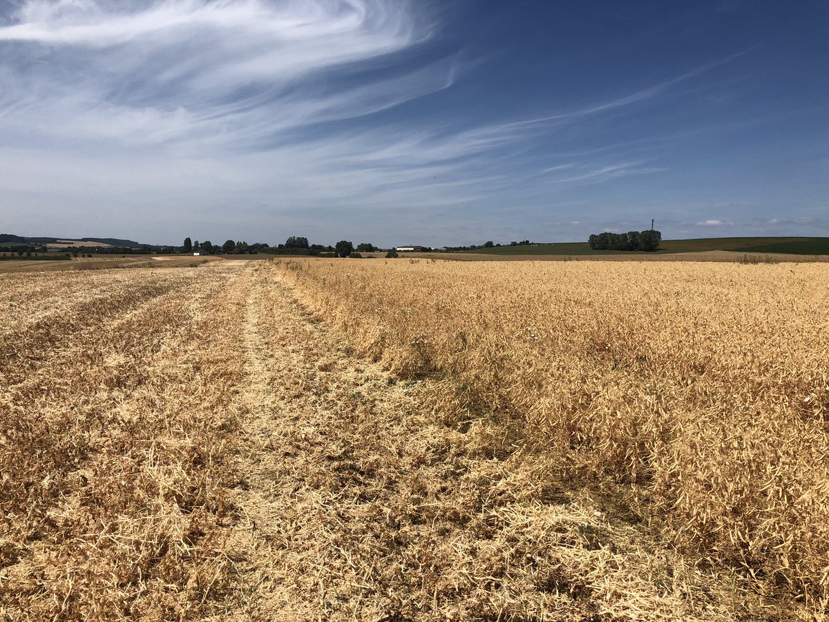 BADURAUX_j's tweet photo. voilà ça c’est fait ! pois de printemps bon les rendements ont pas l’air «ouf» moins de 40qx certainement il me reste quelques tonnes à livrer 😟 très déçu ils ont été magnifiques tout le #printemps l’allongement de #rotation en lorraine c’est pas simple #Moisson2019 #moissonemc2 https://t.co/SUcDj7Eueo