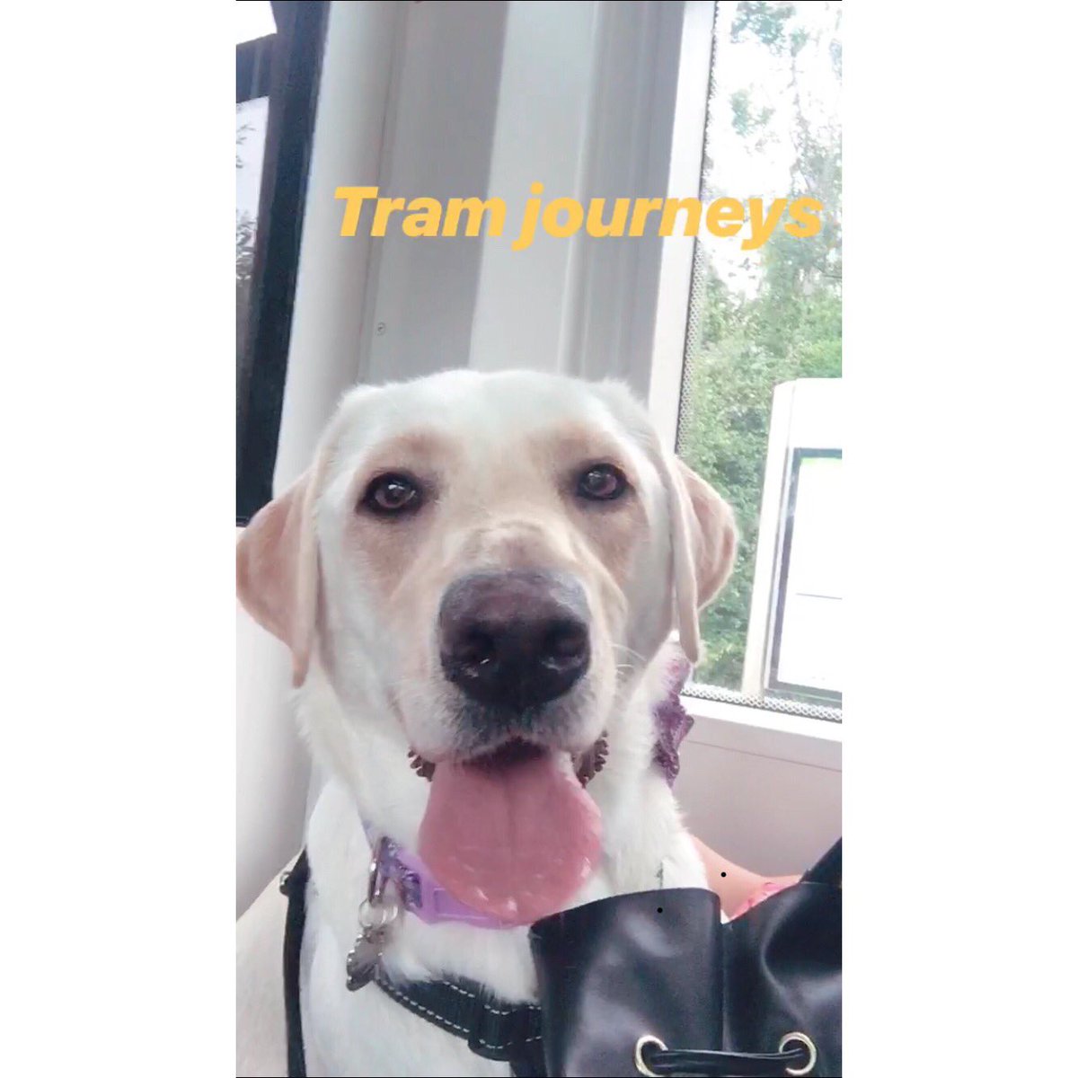 LouLou8701's tweet photo. My actual obsession ❤️ #princesslayla #labrador #furbaby https://t.co/k0l1sfAzu5