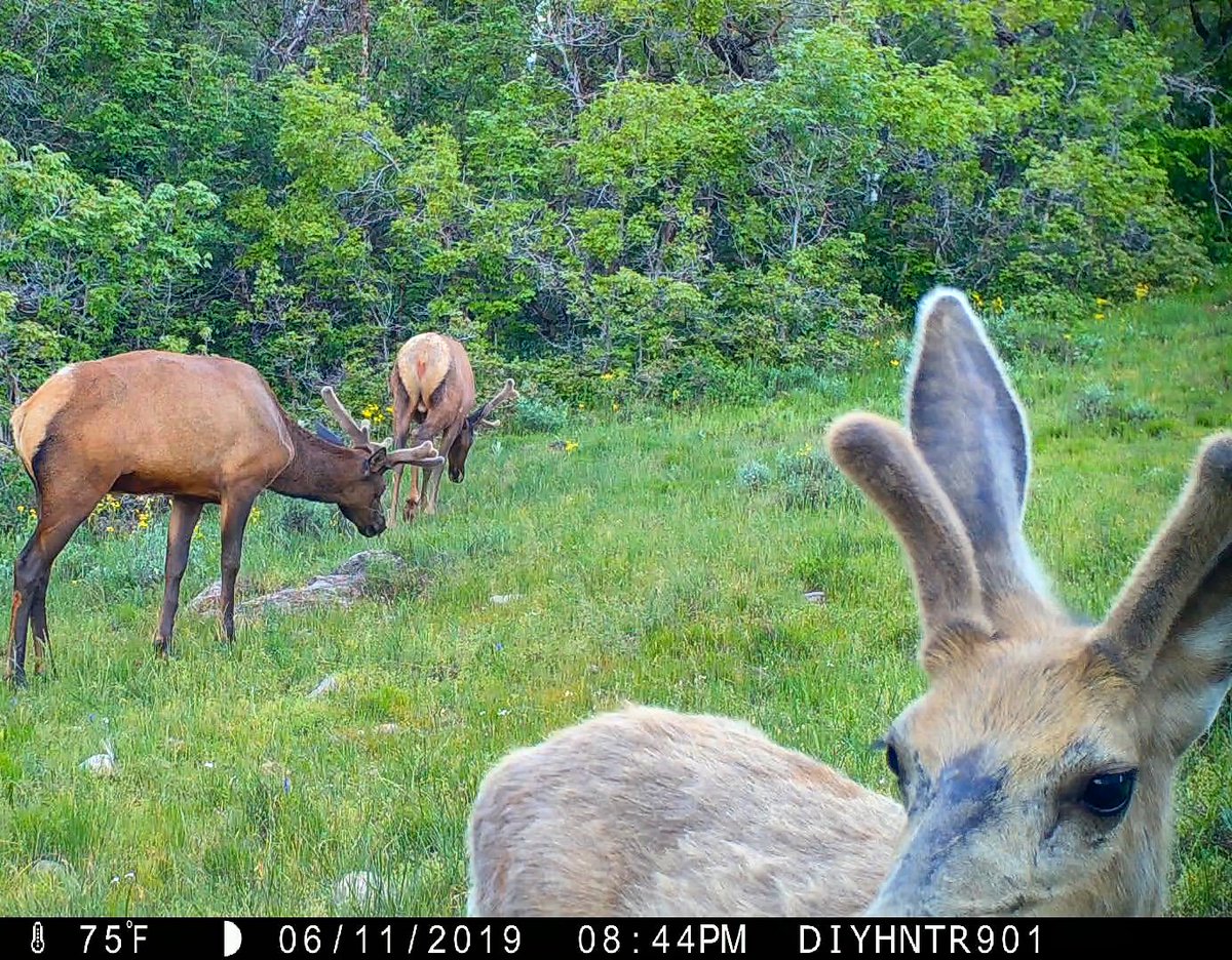 Just keeping an eye on the antler growth. #wapitiwednesday