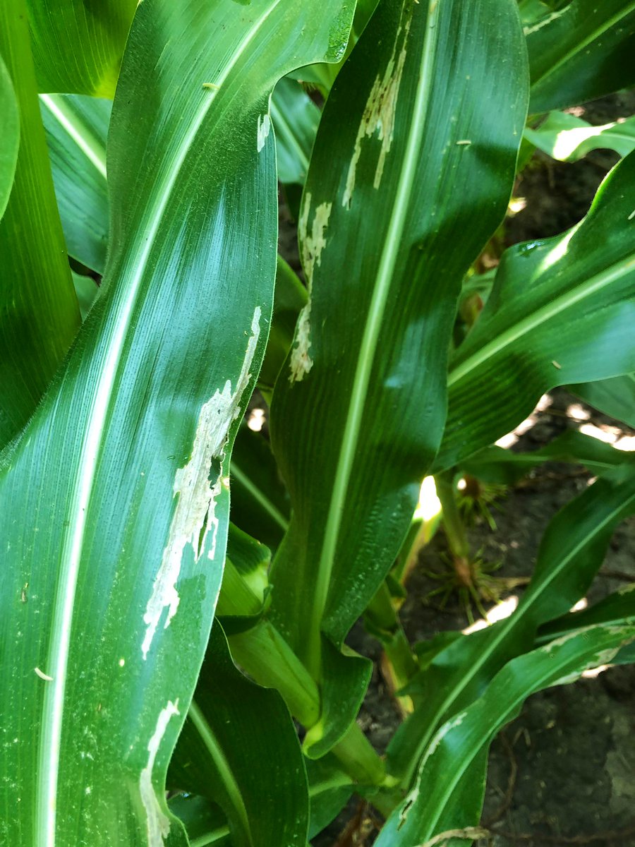 Channel_KY_SIN's tweet image. Scouting a field in Morganfield KY with @MoninWhitney our KY agronomist &amp;amp; Kirk &amp;amp; @Redgreenwell8 our Seedsman from @BluegrassAg - We found signs of adult western corn root worm feeding - keep your eyes peeled 👀🌽