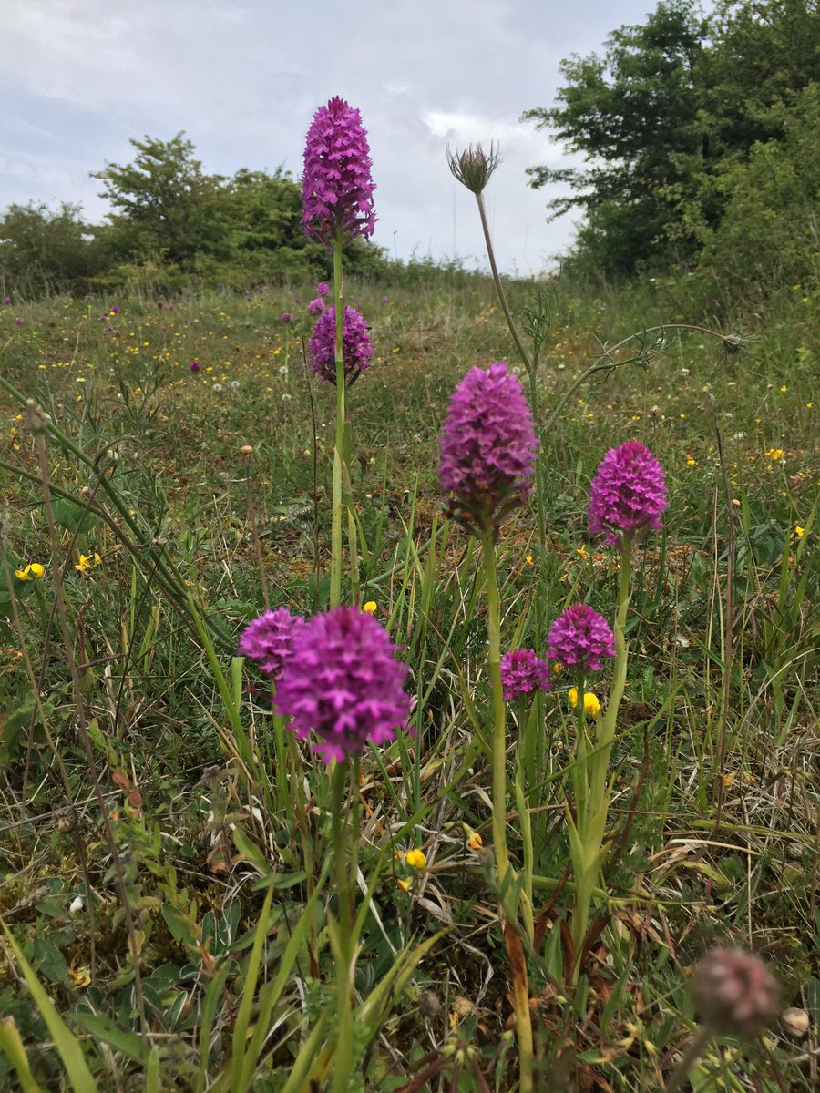 #RoadVerges 600m of of the A26. Not mown between April and Sept. 4 species of orchid, Bee, Common Spotted, Chalk Fragrant and over 1000 Pyramidal.