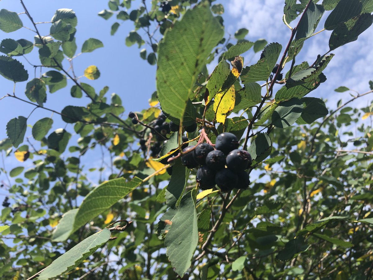 #norfolkcounty is a great place for day tripping!
Check out our Family Fun Day in #waterford 
ameliechanda.com/fun-day-in-wat… #berrypicking #swimming and #shopping