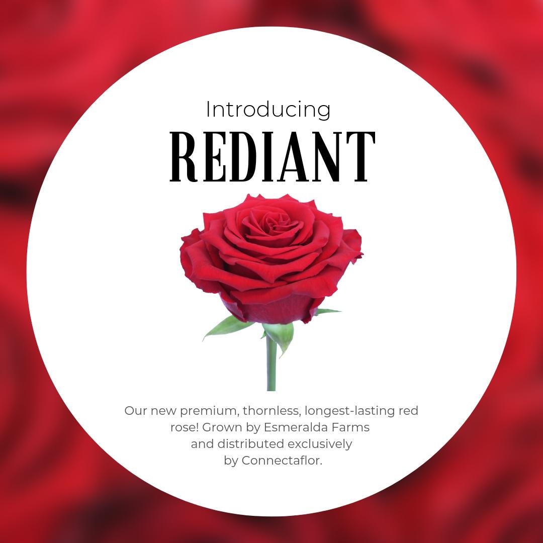 Introducing...REDIANT! Our new premium, thornless, longest-lasting red rose! We are the exclusive distributors of this beautiful red rose bred by @esmeraldabreeding and grown by <a href="/esmeraldafarms/">Esmeralda Farms</a> 🌹