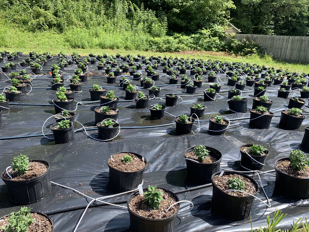 Yesterday Kaitlyn Cantrell, Abby Daniel, and Lauren Smith along with advisors Tim Kirk and Sheena Blair transplanted 500 mums for the upcoming fall season!! They worked so hard and cannot wait to get these mums looking good to sell to the community!!!