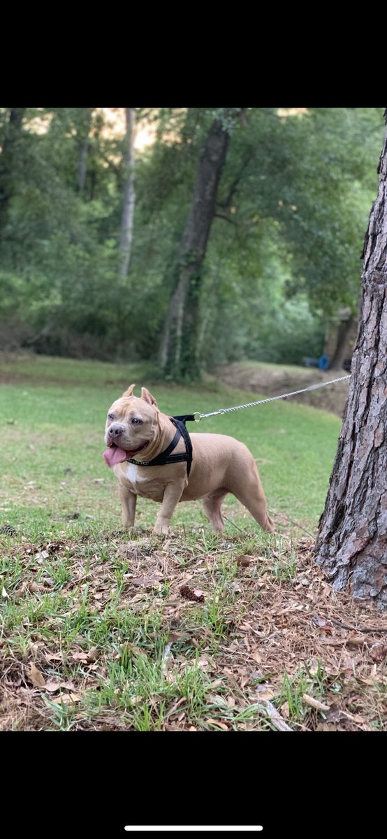 Kallie wanted to take some pics before the rain started pouring! •
•
•
•
•
•
#1108kennels_  #tribully #louisianabullies #americanbullystandard #classicbully #bullieslife #standardbully #bullybreed #americanbully