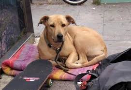 ACTYMA1's tweet image. ACTYMA PRESENTA QUEJA ANTE EL SINDIC DE GREUGES CONTRA EL
AYUNTAMIENTO DE BARCELONA POR EL PERRO ABATIDO A TIROS
lavanguardia.com/vida/20190710/…