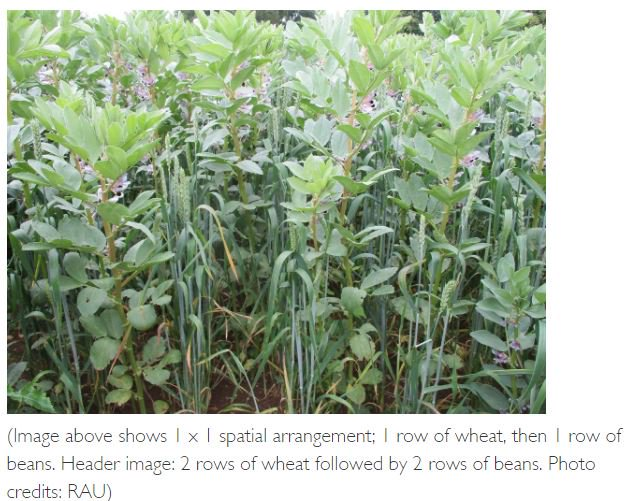 New paper published today 'The effect of bi-cropping wheat (Triticum aestivum) and beans (Vicia faba) on forage yield and weed competition'  Click the link for a free eprint: tandfonline.com/eprint/JNPYKS3…