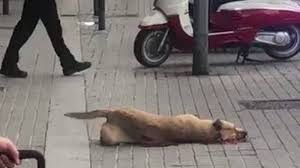 ACTYMA1's tweet image. ACTYMA PRESENTA QUEJA ANTE EL SINDIC DE GREUGES CONTRA EL
AYUNTAMIENTO DE BARCELONA POR EL PERRO ABATIDO A TIROS
lavanguardia.com/vida/20190710/…