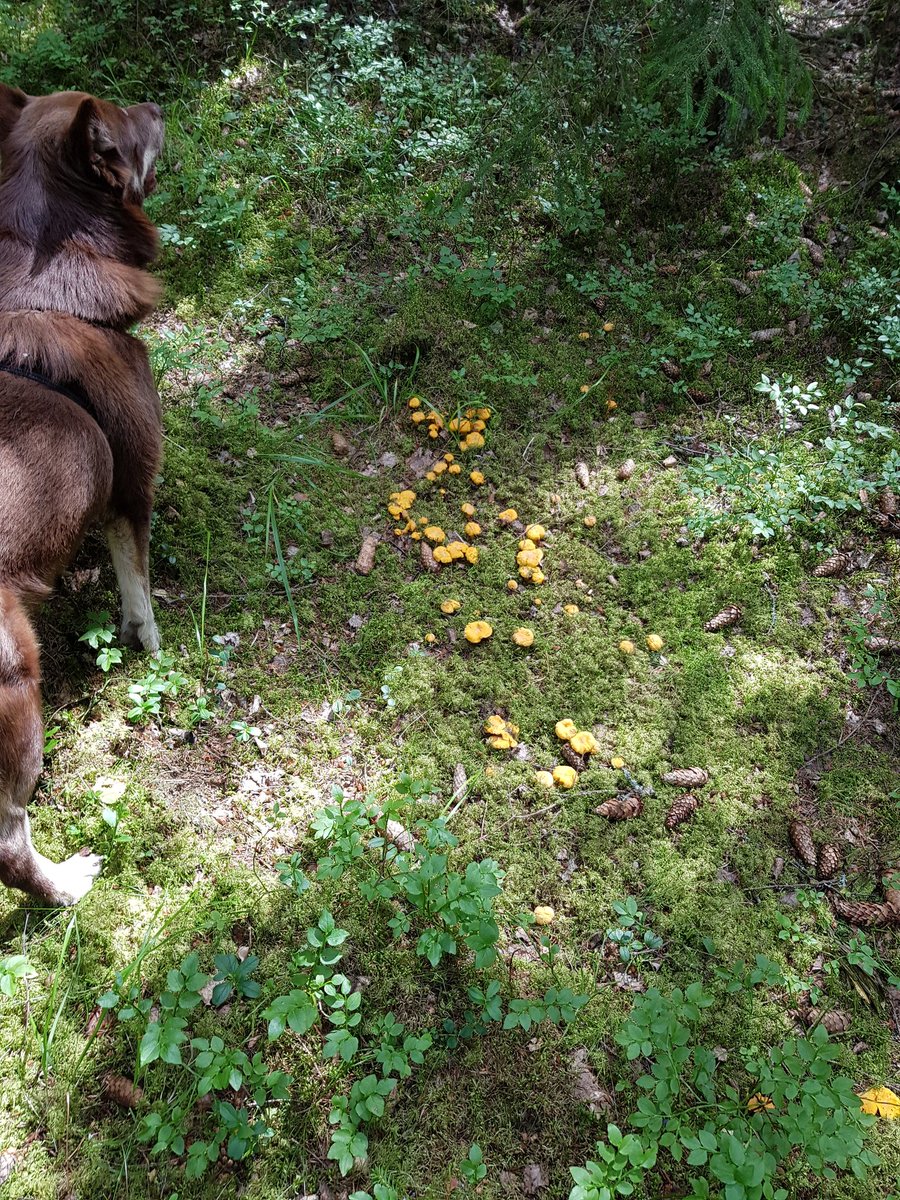 kantarellkillen's tweet photo. Fint när skogen levererar. Pallade inte plocka allt. Får ta en runda till i veckan... 😬 #kantarell #skogensguld https://t.co/lRHe6VDDgU