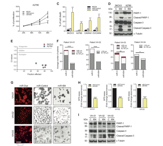 MajemCavalle's tweet photo. Finally my PhD project is out at @oncogenejournal !! A new #microRNA in #ovariancancer reducess tumor growth in vivo and cell viability in vitro and in #patientderived #ascites @VHIR_ Thanks to all the team, particularly @alfonsoparrilla &amp; @annasantam https://t.co/h592FMutyZ https://t.co/w2jZiIdrao