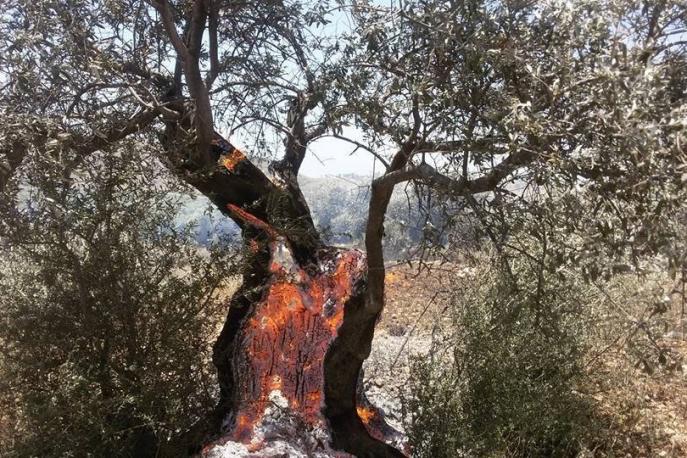 صحيفة القدس المستوطنون يحرقون 1600 شجرة زيتون في بورين
