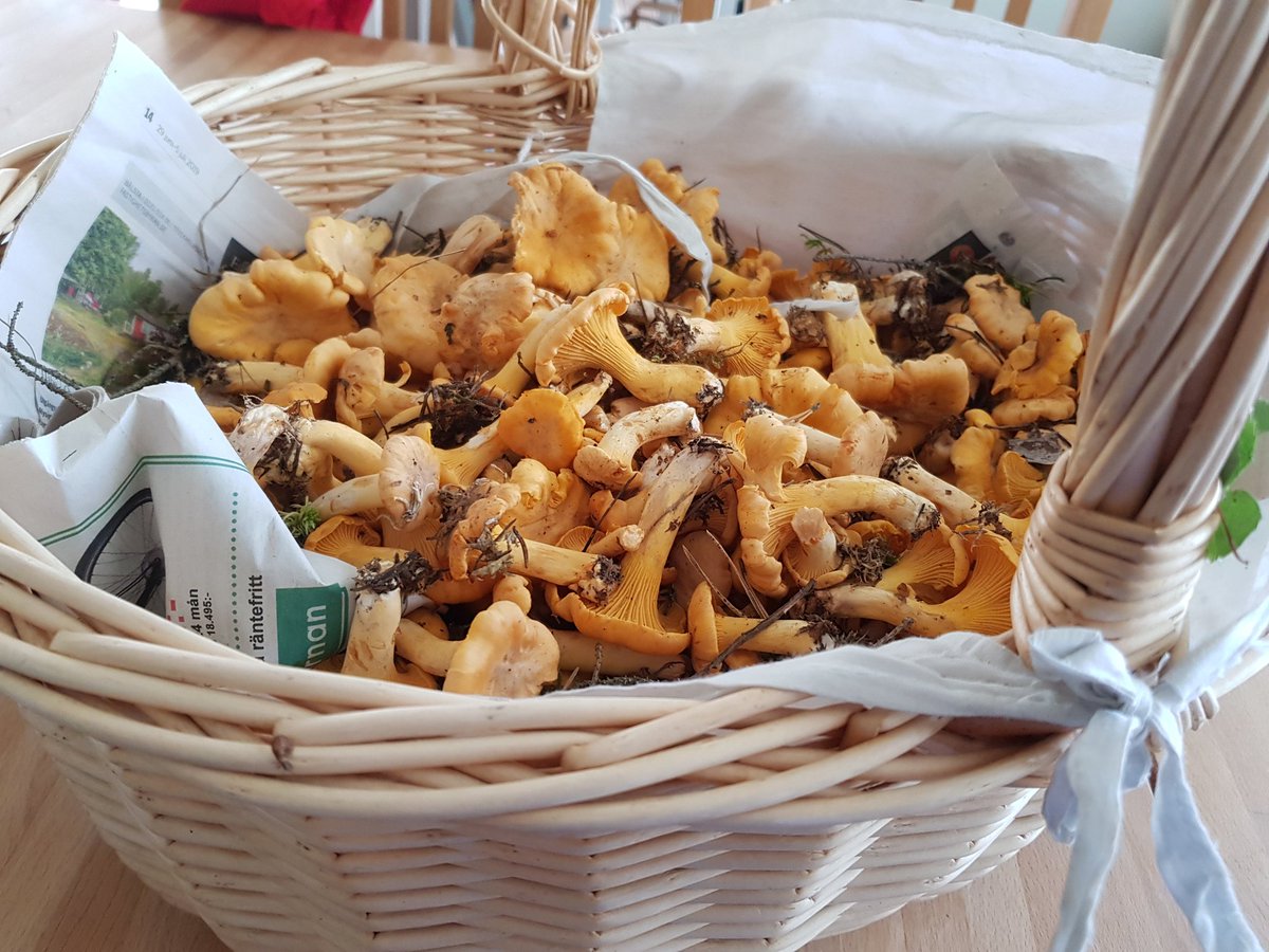 kantarellkillen's tweet photo. Fint när skogen levererar. Pallade inte plocka allt. Får ta en runda till i veckan... 😬 #kantarell #skogensguld https://t.co/lRHe6VDDgU