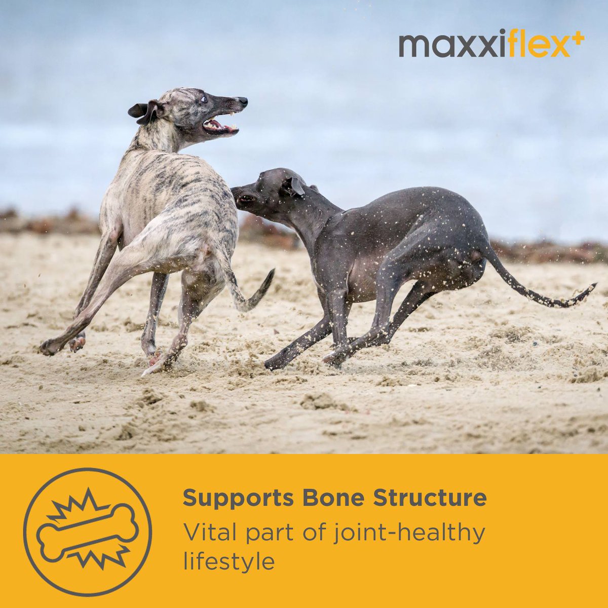 maxxiflex dog joint supplement