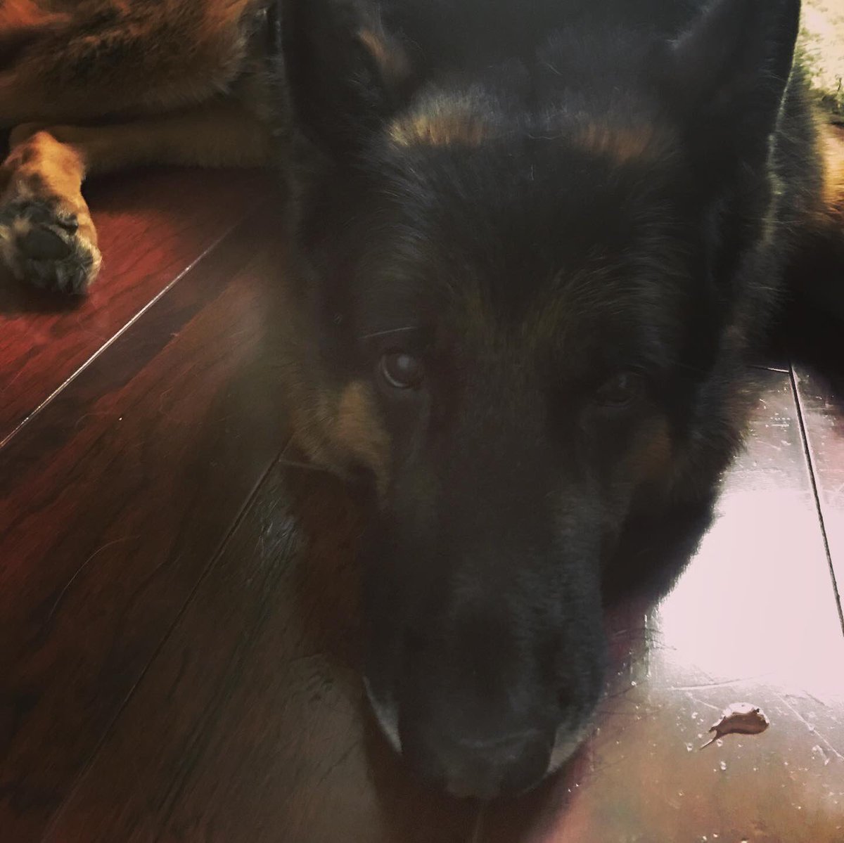 SDMundo's tweet photo. ¡Feliz cumpleaños Gibs! A festejar en grande. 😃
#Repost @ShailaDurcal:
Feliz Cumpleaños Gibson!!!! 7 años y que vengan muchos más!!!! #SDSecurity #DurcalBlackOps https://t.co/ULlgufUS1V