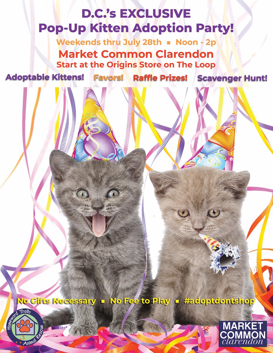 HomewardTrails's tweet photo. We hope you’ll join us this weekend at our Pop-Up Kitten Adoption Party! 🎉 Stop by @Market_Common from 12-2pm on Saturday &amp; Sunday for adoptable kittens, scavenger hunts, &amp; more! 🐱 #kittenparties #popup #marketcommonclarendon #adoptdontshop https://t.co/SzchuOTUiv