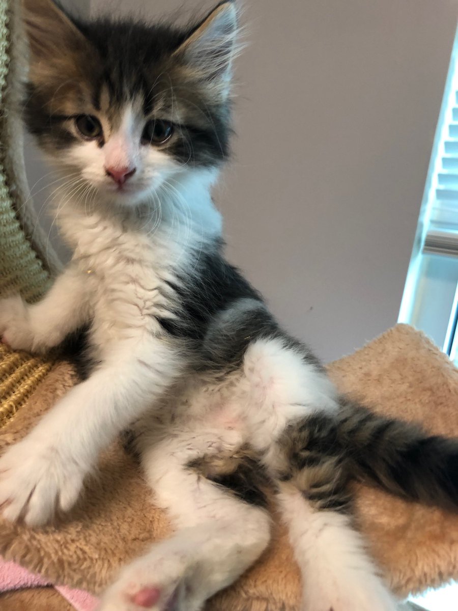HomewardTrails's tweet photo. We hope you’ll join us this weekend at our Pop-Up Kitten Adoption Party! 🎉 Stop by @Market_Common from 12-2pm on Saturday &amp; Sunday for adoptable kittens, scavenger hunts, &amp; more! 🐱 #kittenparties #popup #marketcommonclarendon #adoptdontshop https://t.co/SzchuOTUiv