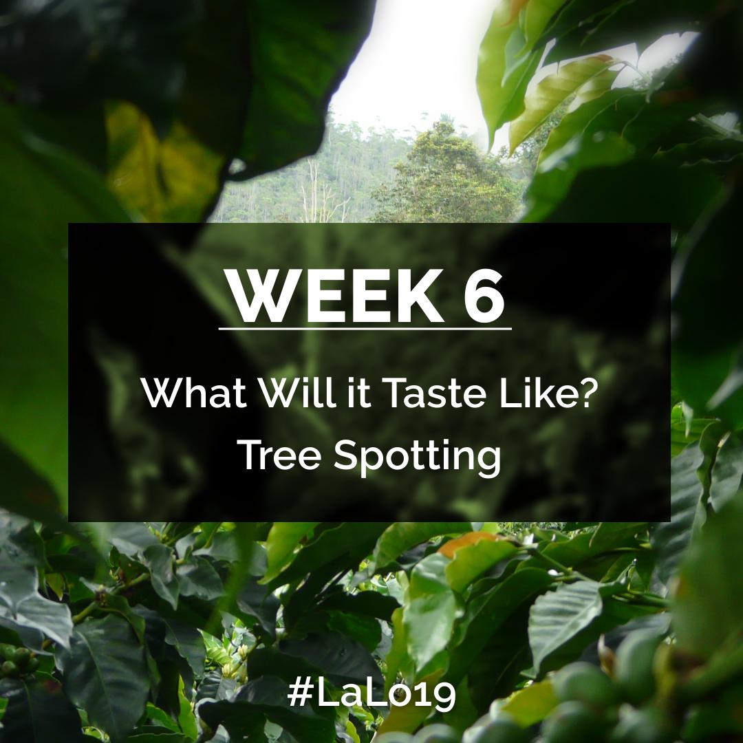 Only a few weeks left! The bulk of the harvest has been picked and processed and is on the drying racks. But, what can you expect taste-wise and where you can get your hands on the goods! Continue reading 🔛bit.ly/2Mw9GE3