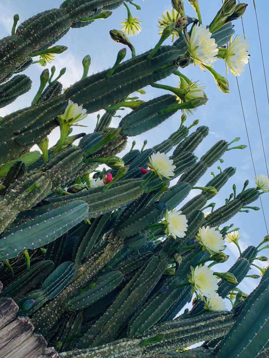 lexiannaaa's tweet photo. Cactus 🌵💕 https://t.co/Od4cwzpe0g