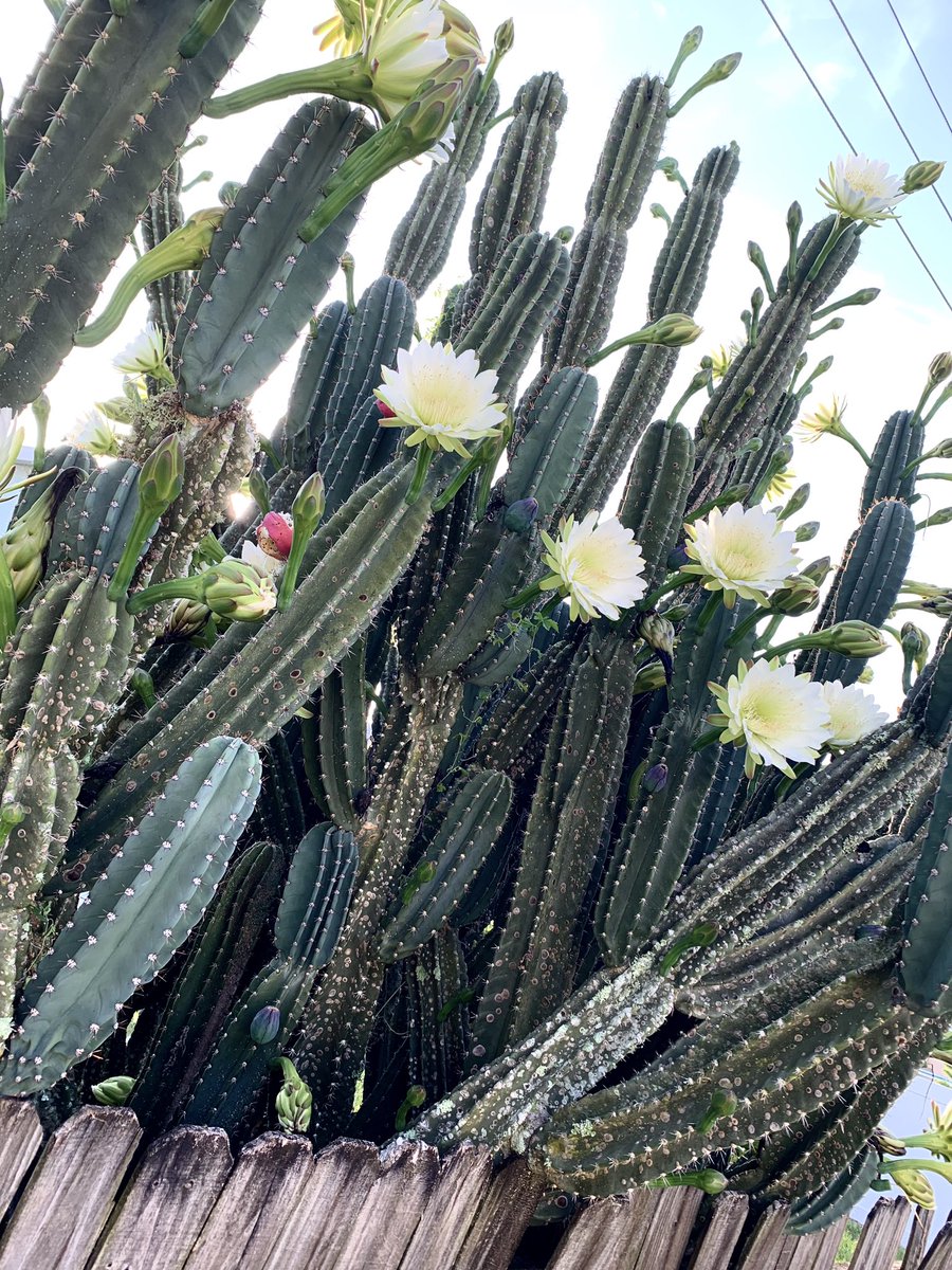 lexiannaaa's tweet photo. Cactus 🌵💕 https://t.co/Od4cwzpe0g