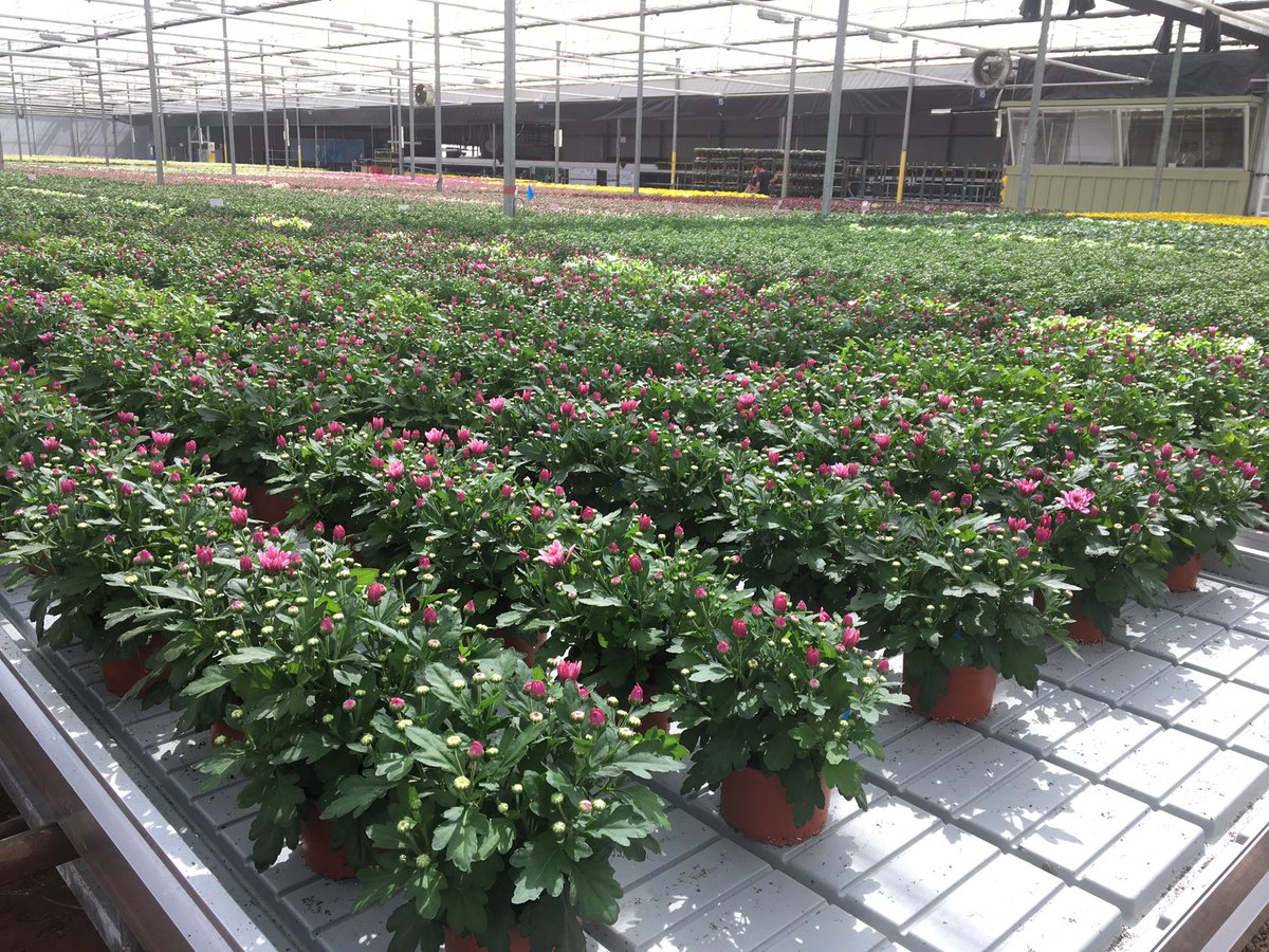 GrowMediaADAS's tweet photo. Thank you @DoubleHuk for hosting our #growingmedia workshop today. Plenty of interesting discussions about #peatfree and #nutrition and a great tour of the nursery @AHDB_Hort @ADAS_Hortic @DefraSoils https://t.co/Yn6rDq5Bpz
