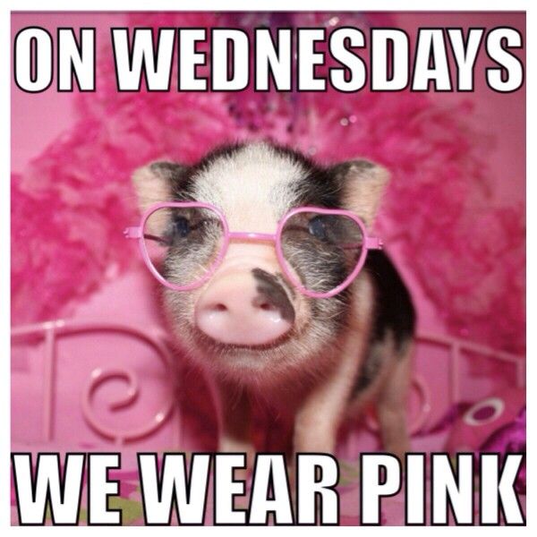 AfinaLive's tweet photo. Treat your pigs on this Hump Day to Afina CBD Pellets for Farm Animals at https://t.co/jruykpfNcN! Yes, on Wednesdays we love to wear pink in honor of our farm animals.
.
.
.
#cbd
#cbdforfarmanimals.
#hemp
#noTHC
#organicallygrown
#pinkpig
#pigs
#healthysupplements
#dailycbd https://t.co/ZzHJe7fMCP