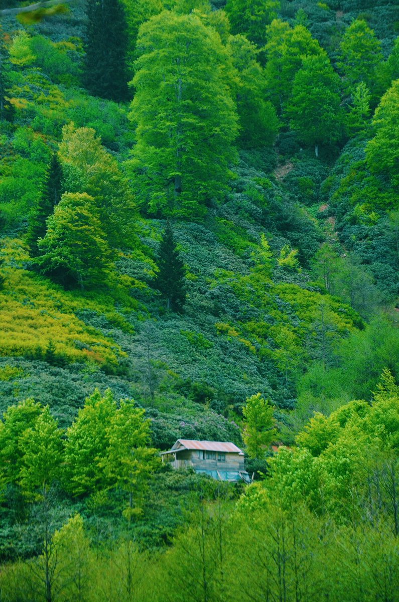 sonerkara08's tweet photo. Bir yer düşün doğanın içinde 🍃 

#Artvin #borçka https://t.co/3nVUerJrCx